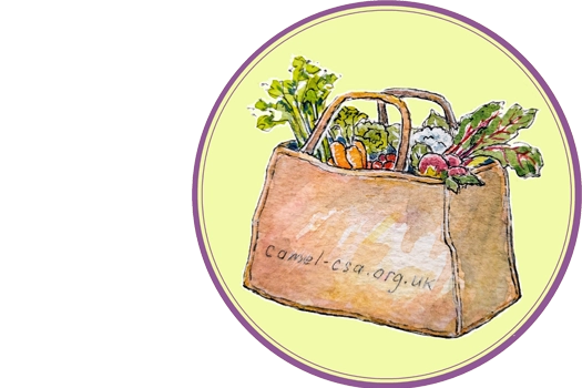 Camel CSA