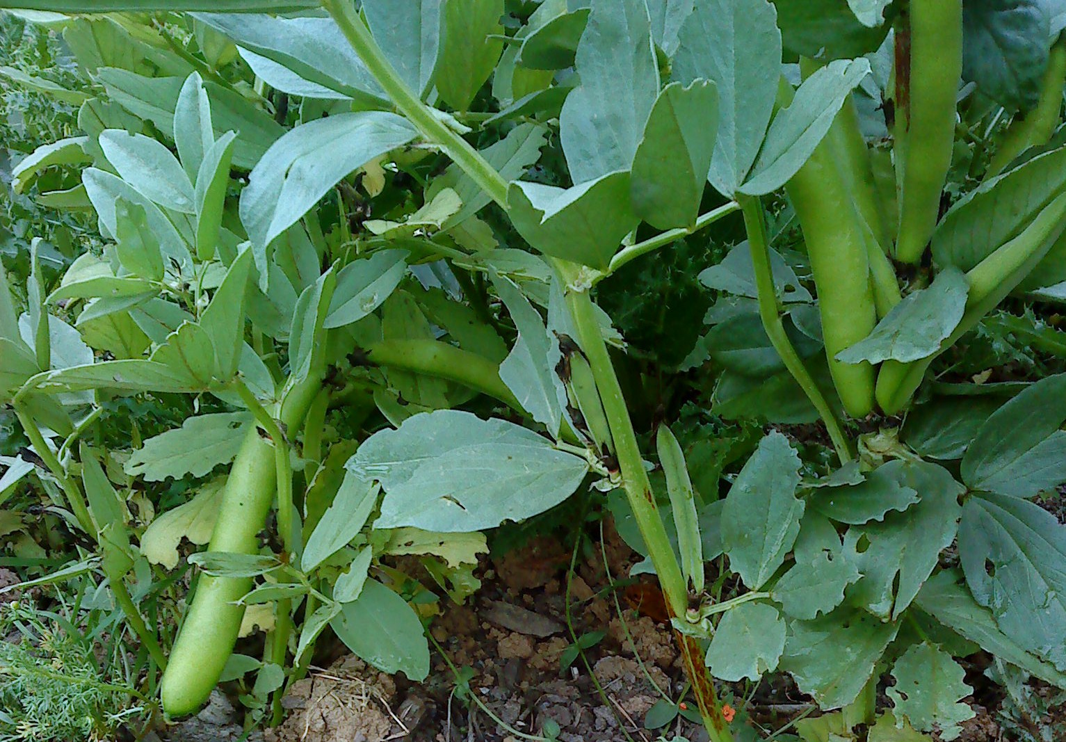 broad-beans-camelcsa