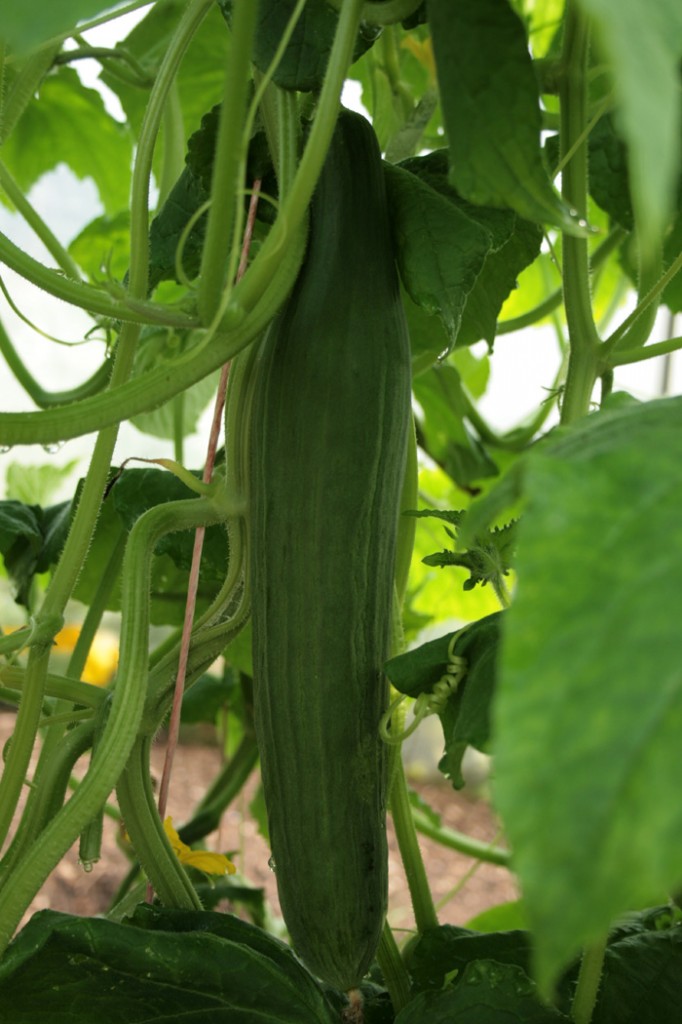 cucumber-camelcsa-130809