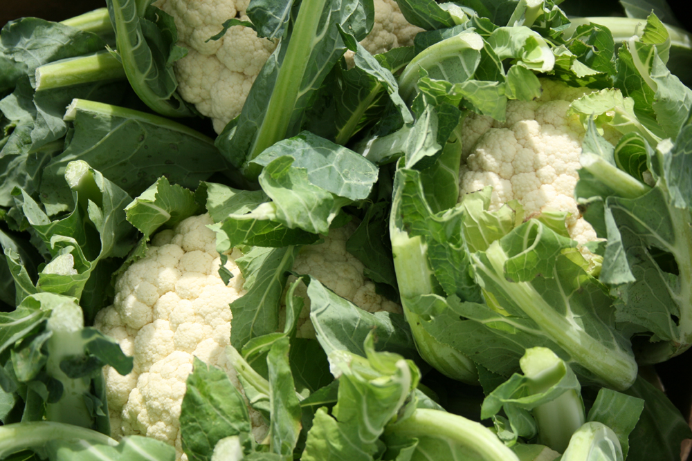 cauliflower-camelcsa-210809