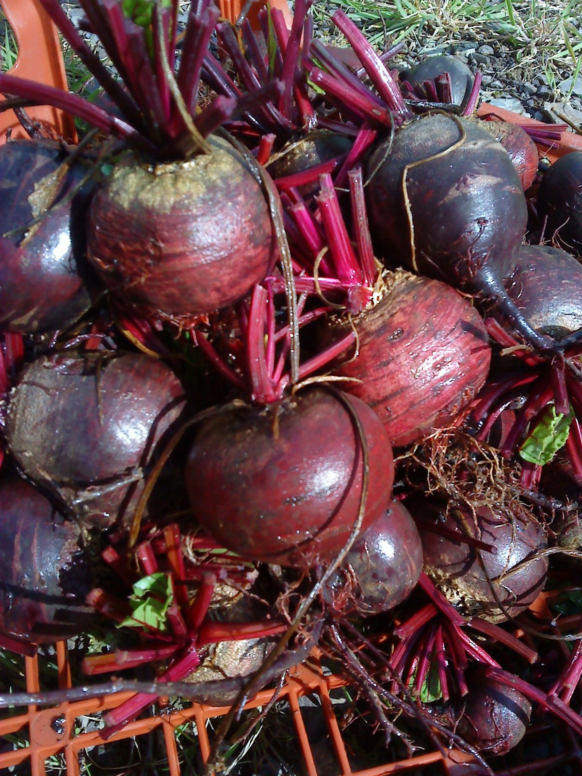 freshly-picked-beetroot-camel csa 04-09-09