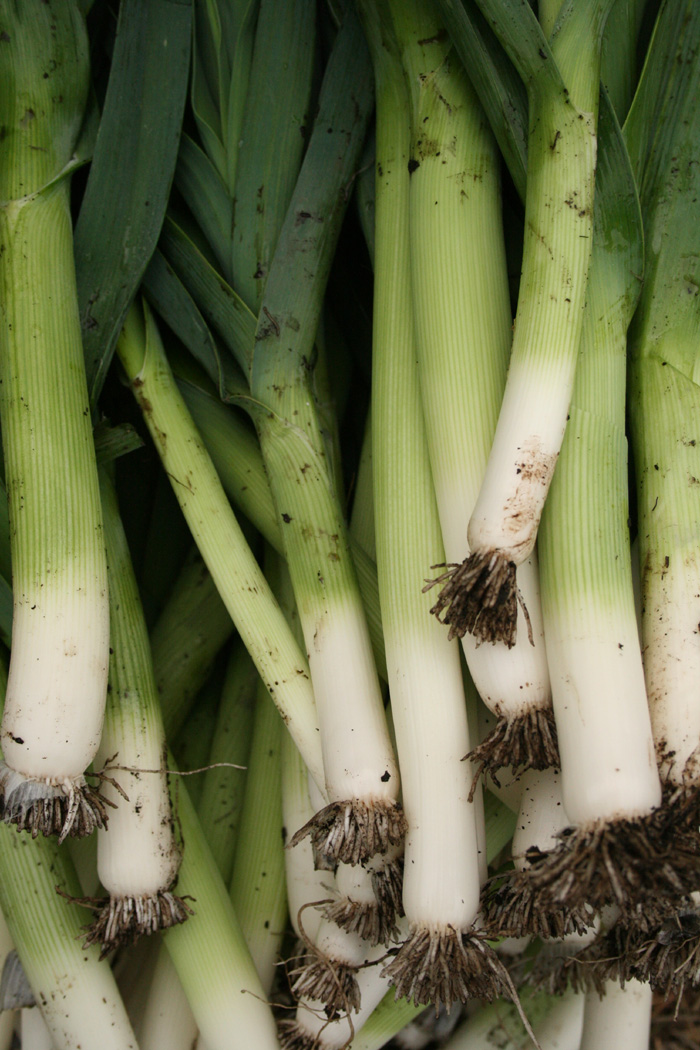 leeks-trimmed-camelcsa-221010