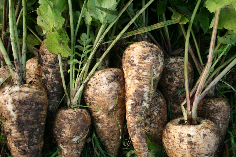 parsnips-camel csa