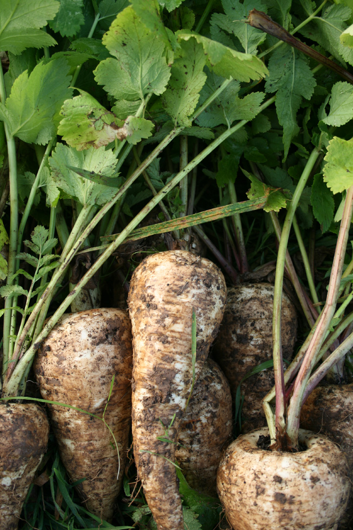 parsnips