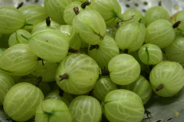 Seasonal local food recipe No 100: Gooseberry sauce