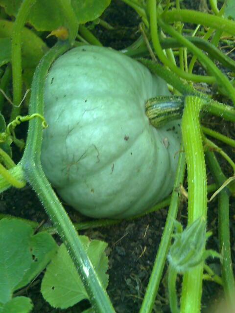 squash-crownprince-camelcsa-2011