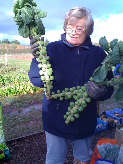 sprouts on a stem-camel csa