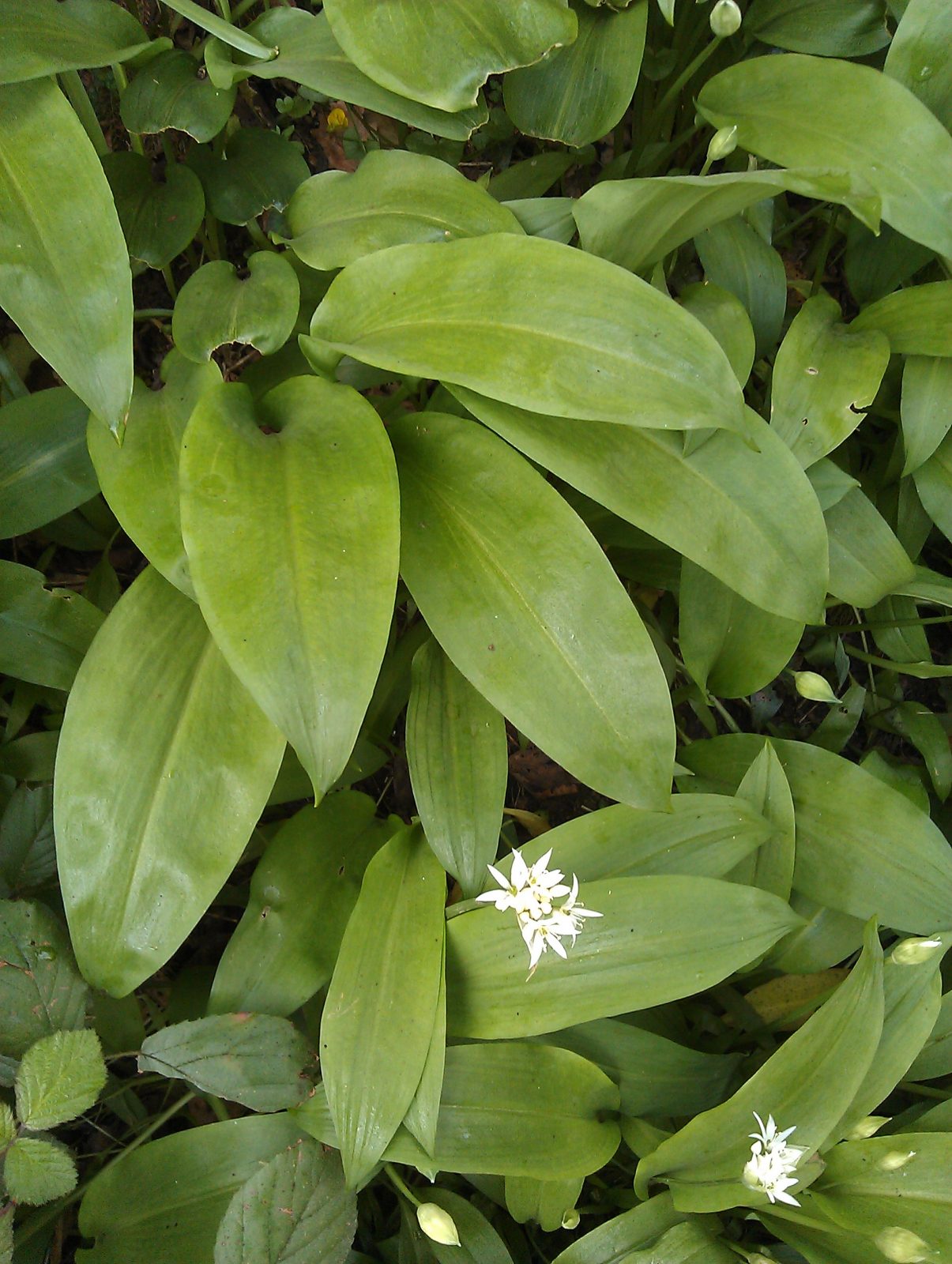 Wild-garlic-camel-csa-030513