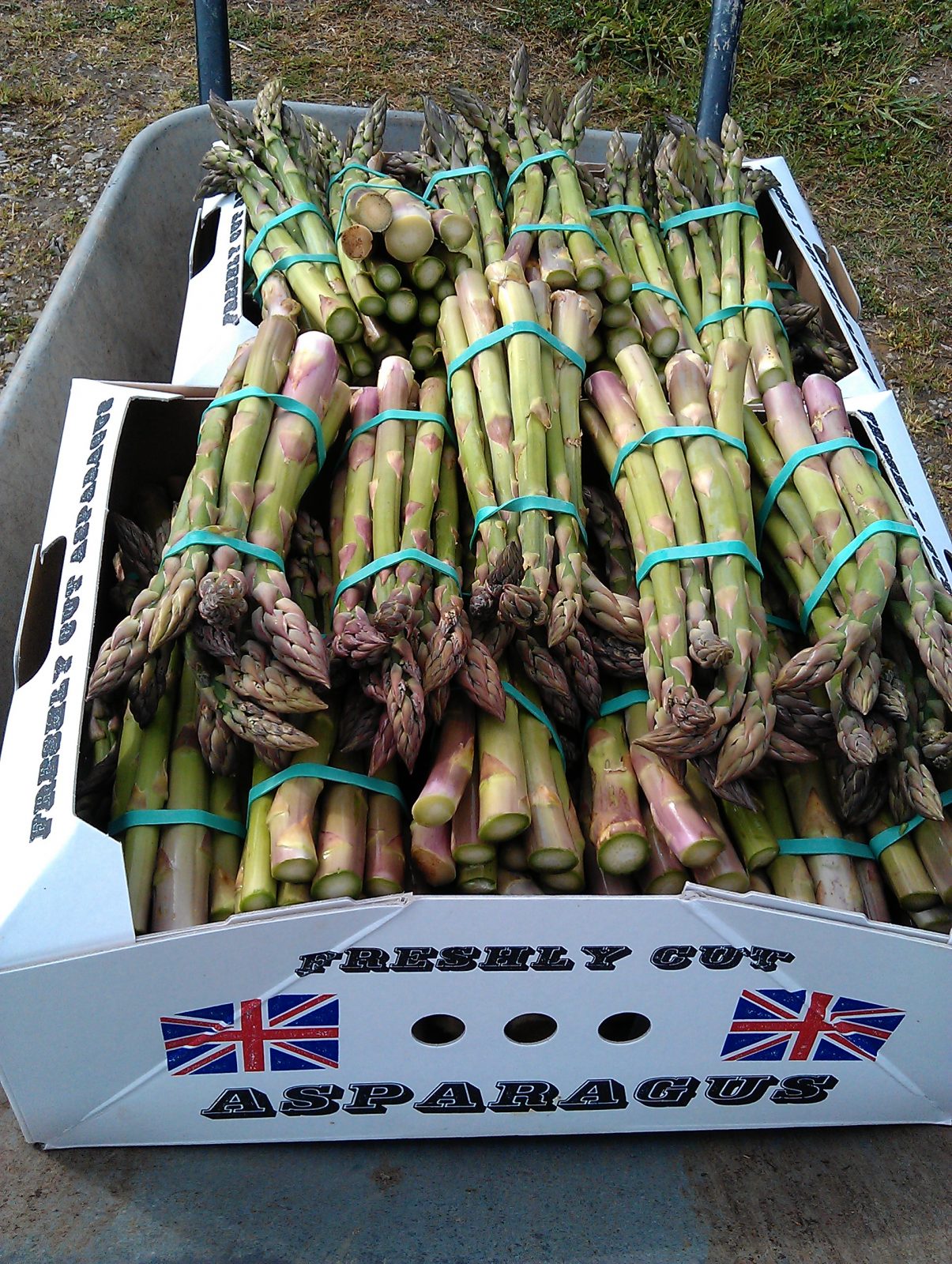 cornish-asparagus-camelcsa-140613