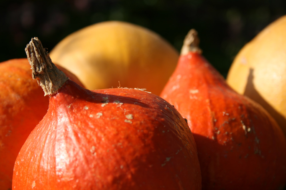 squash-uchiki-kuri-camelcsa