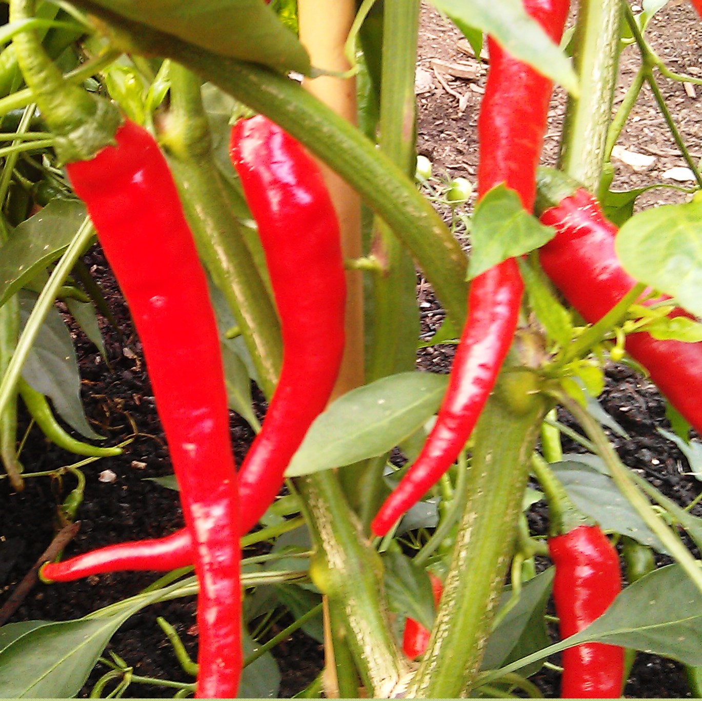 chillies-camelcsa-290912