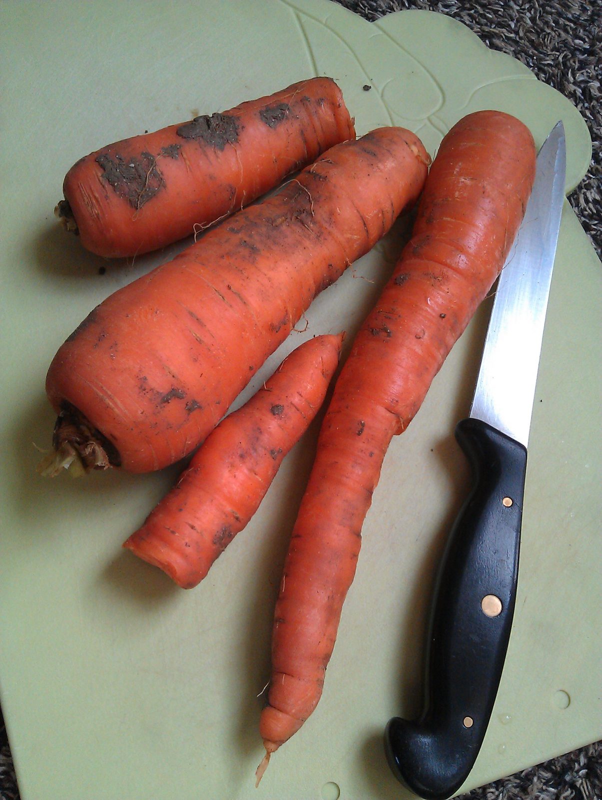 carrots-camelcsa-150214