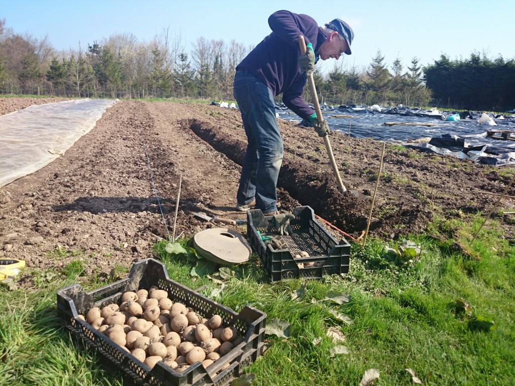 planting-potatoes1-camelcsa-060415