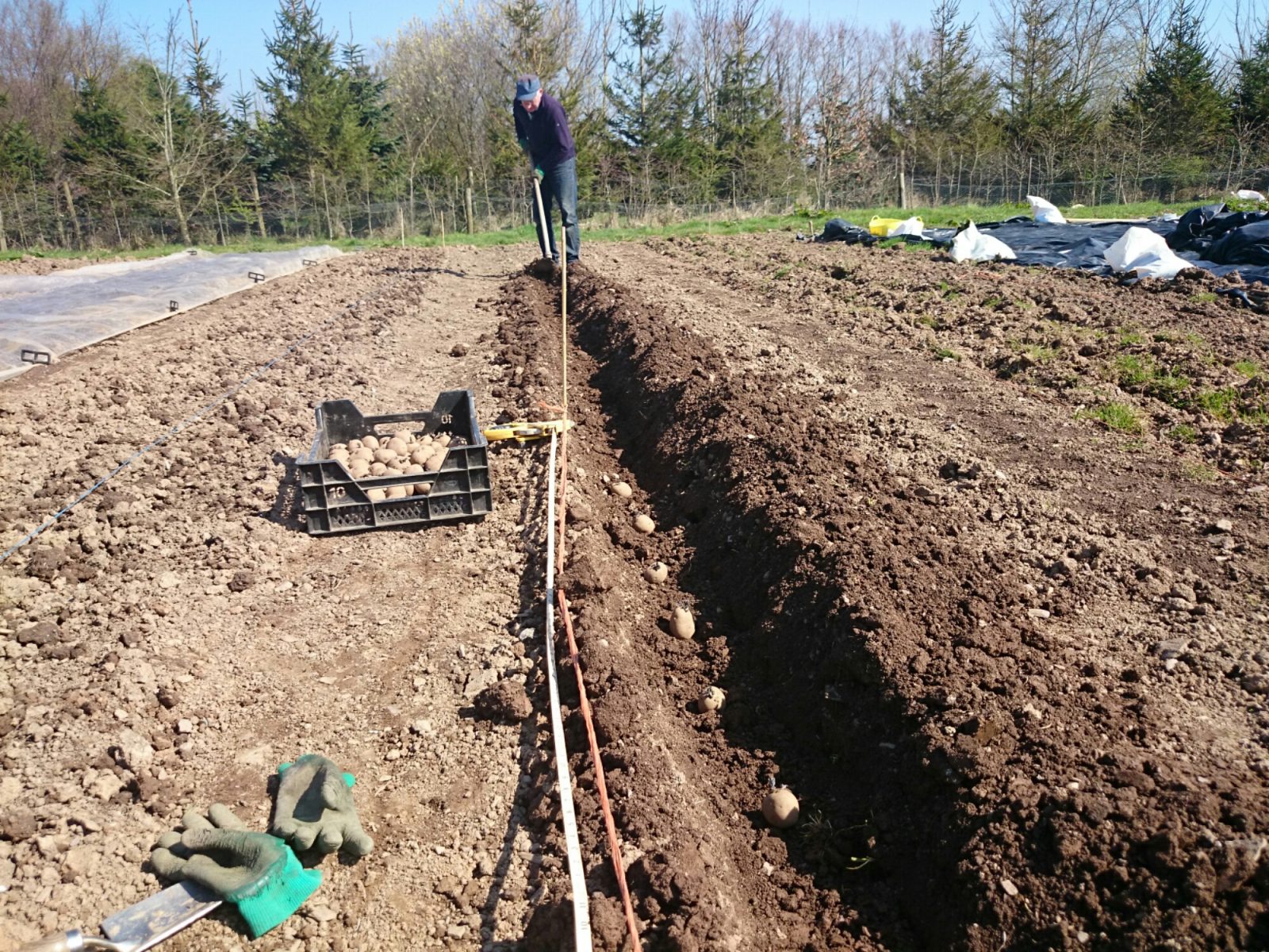 planting-potatoes2-camelcsa-060415
