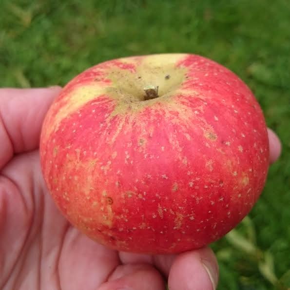 apple-butterwellfarm-sq-camelcsa-250915.jpg