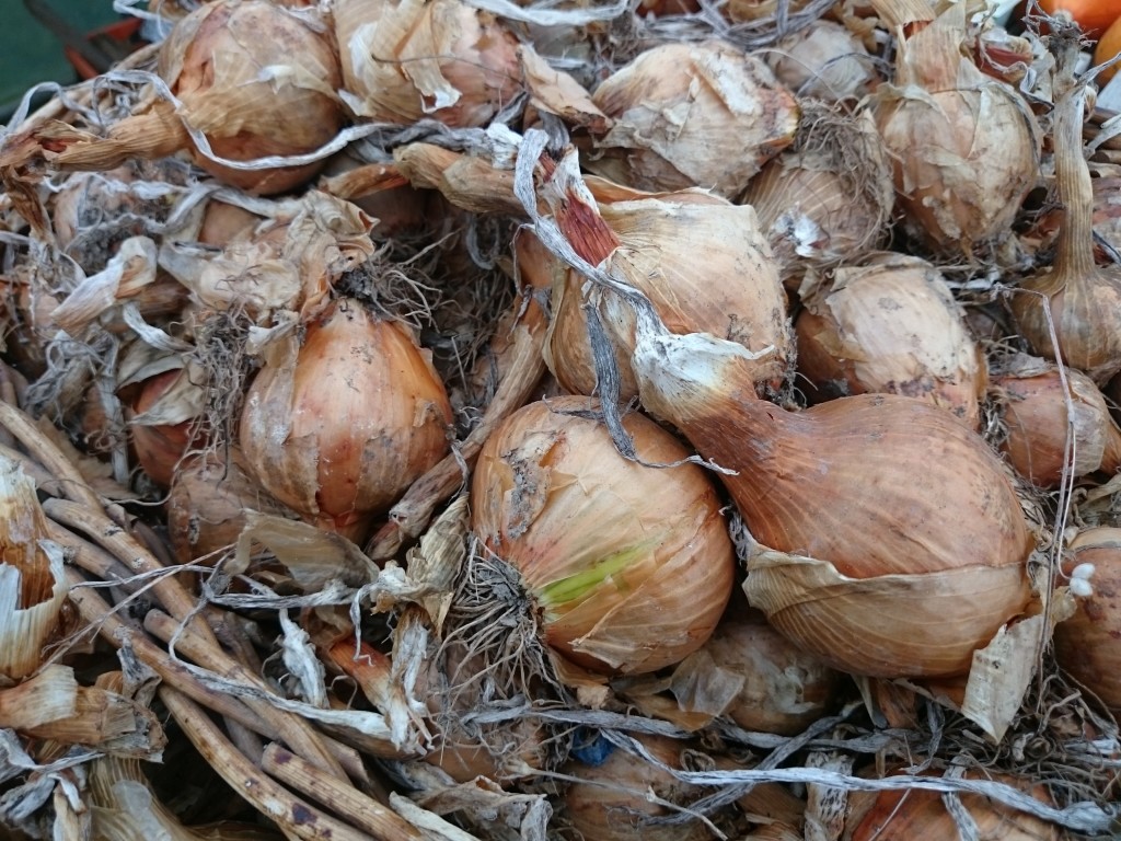 onions-camelcsa-0216