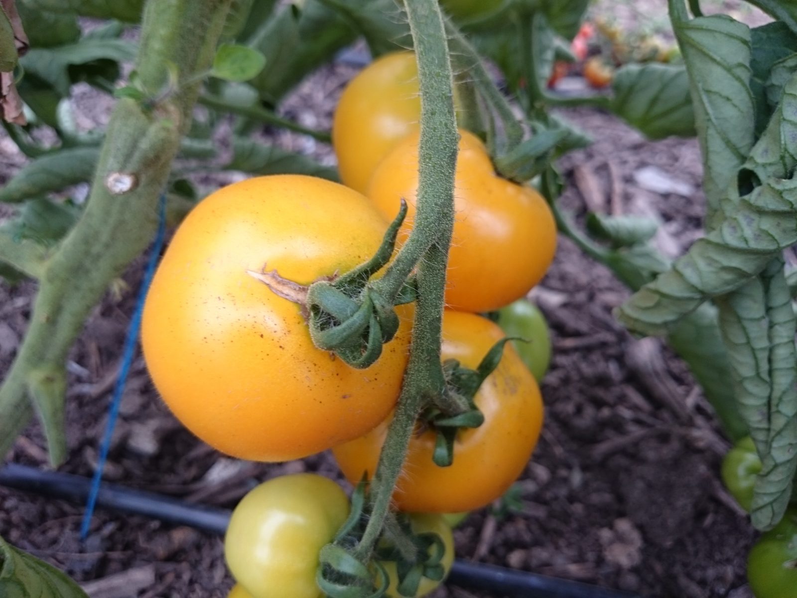 golden-tomatoes-camelcsa-0816