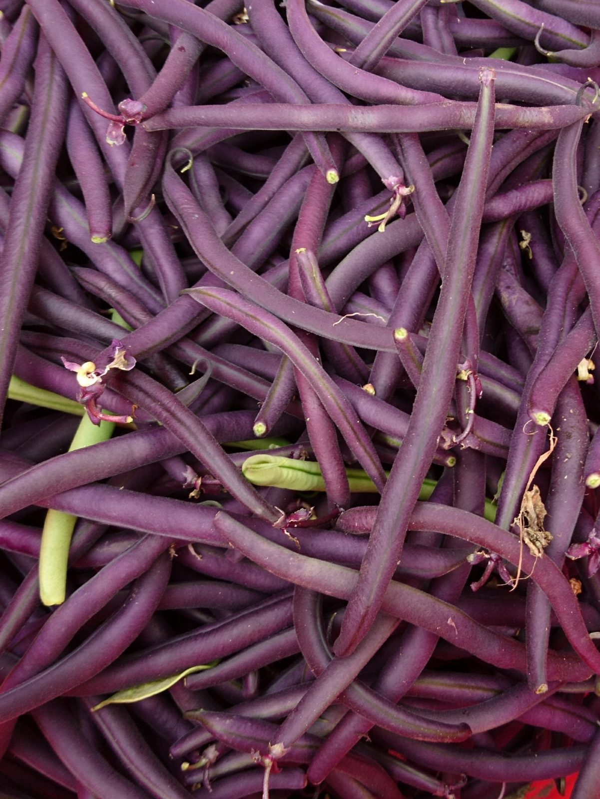 french-beans-camelcsa-160617