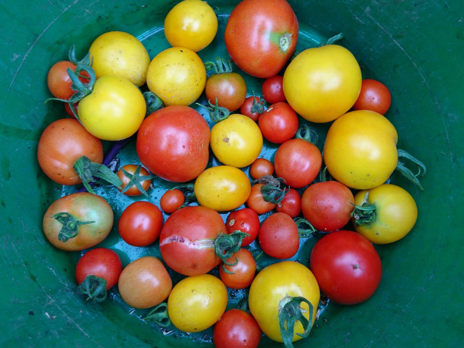 tomatoes-green-trug-camelcsa-280717