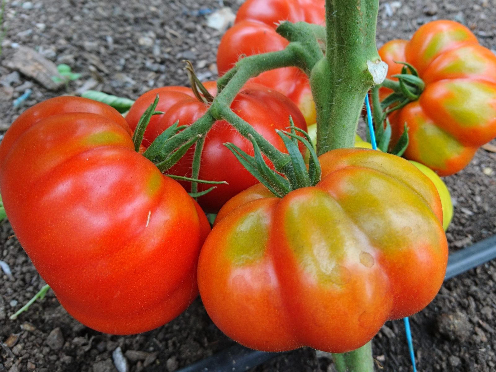 beefsteak-tomatoes-camelcsa-020818