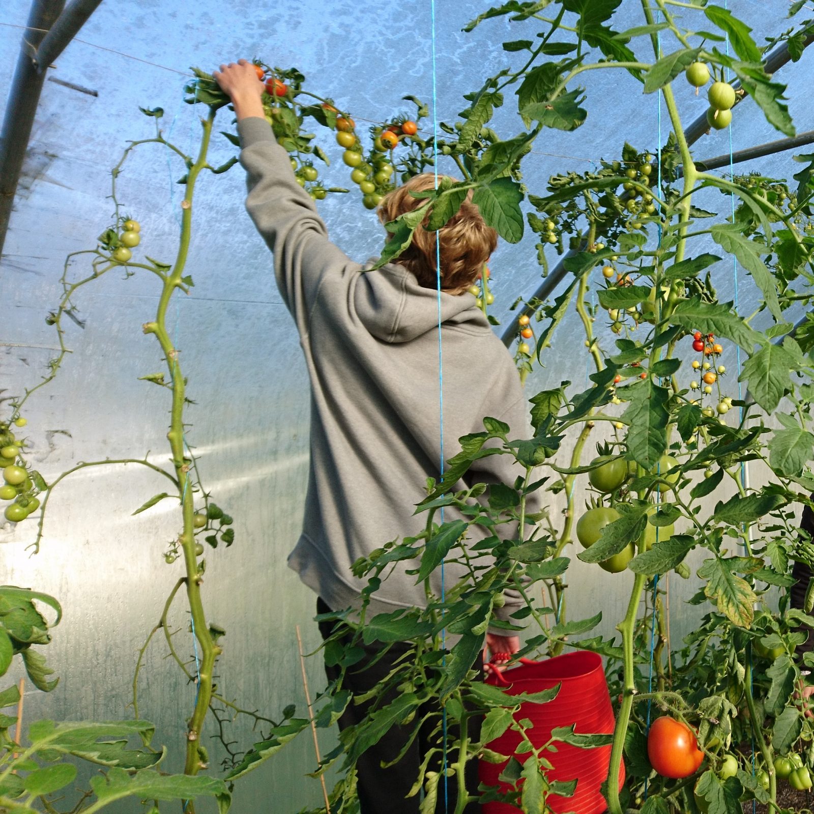 harvesting-tomatoes-camelcsa-280918