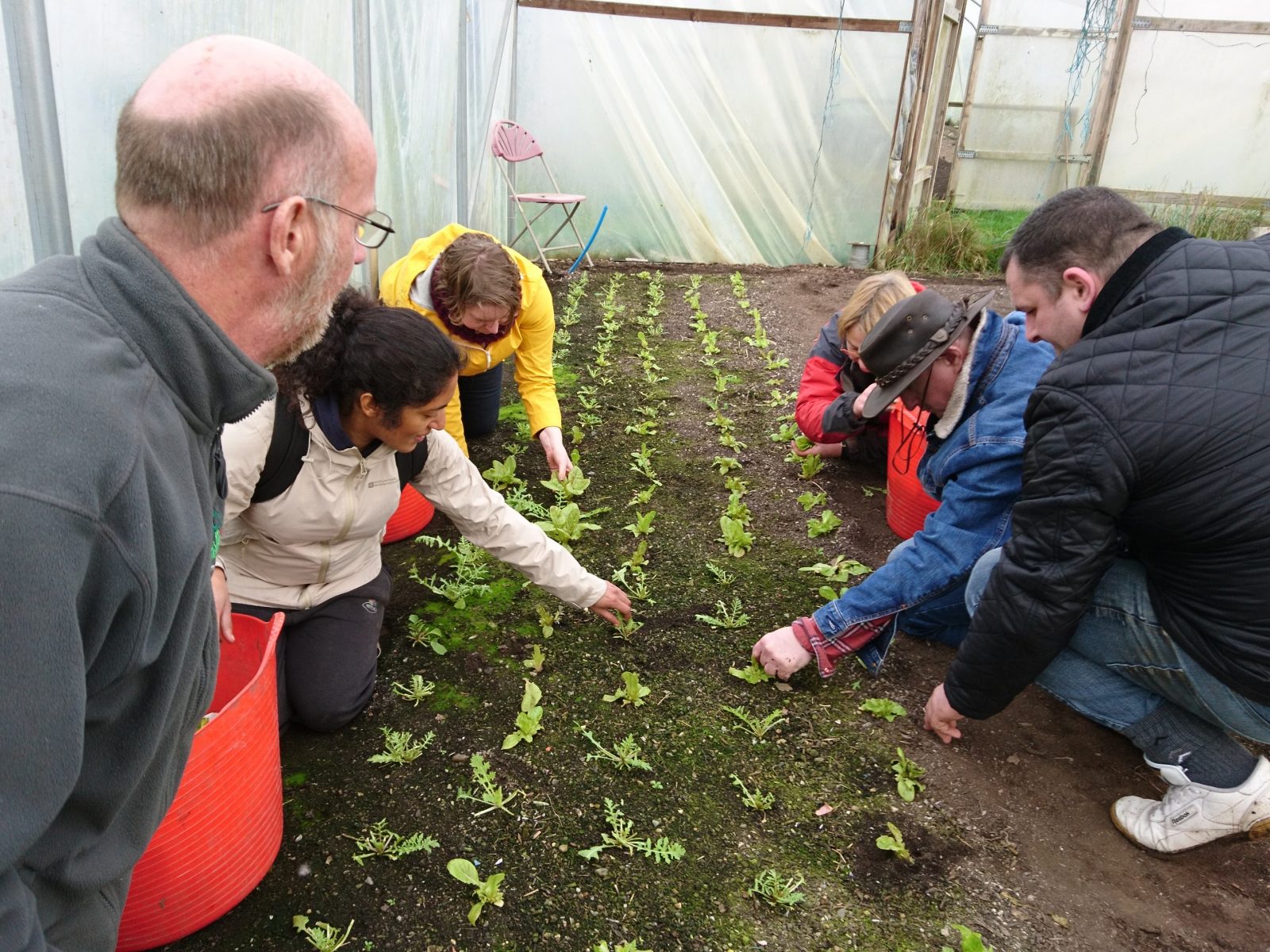 harvesting-winter-salad-leaves-polytunnel-camelcsa-110119