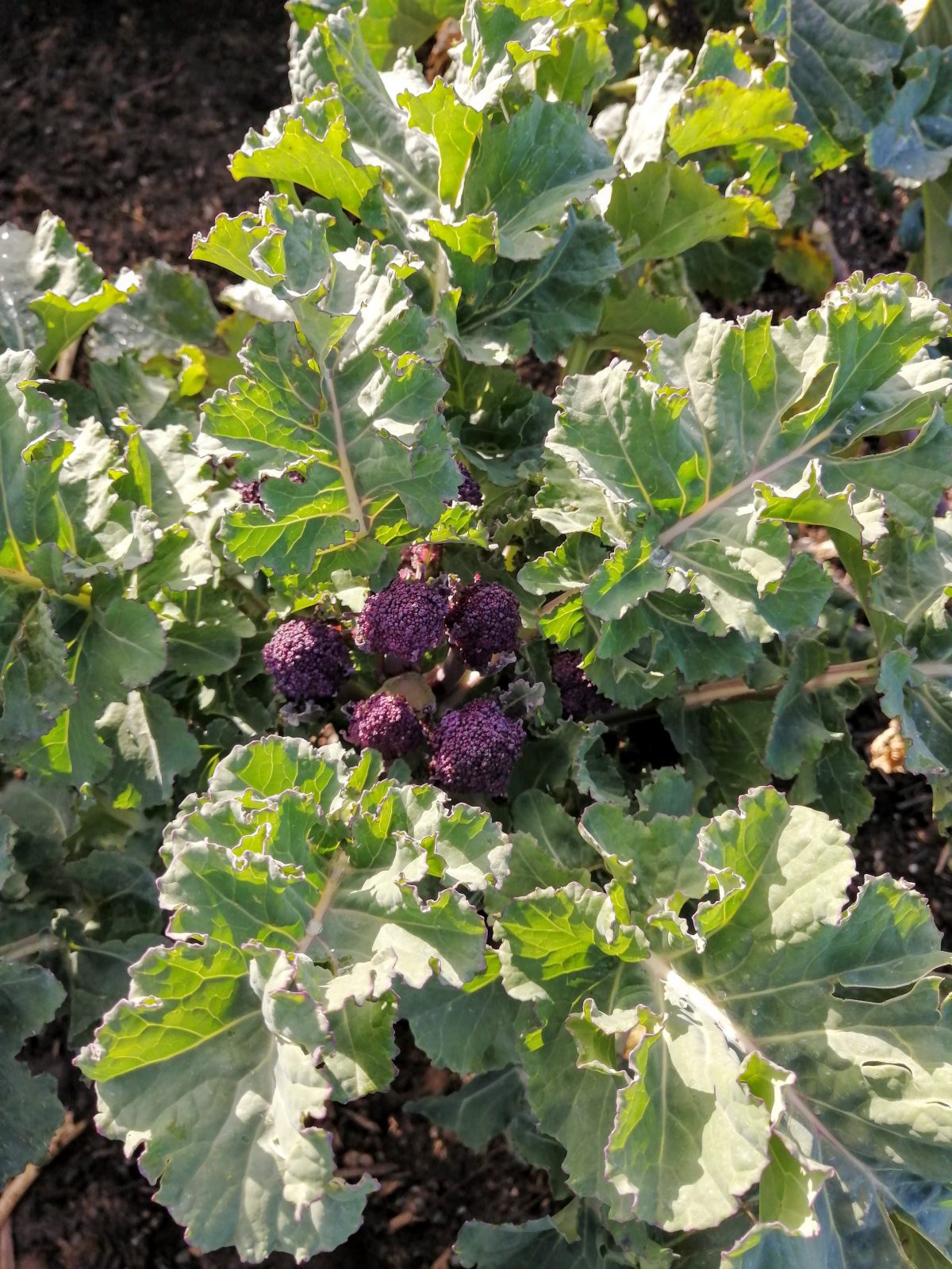 purple-sprouting-broccoli-camelcsa-130320