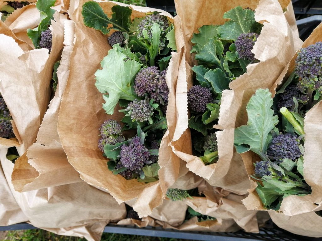 purple-sprouting-broccoli-camelcsa-200320