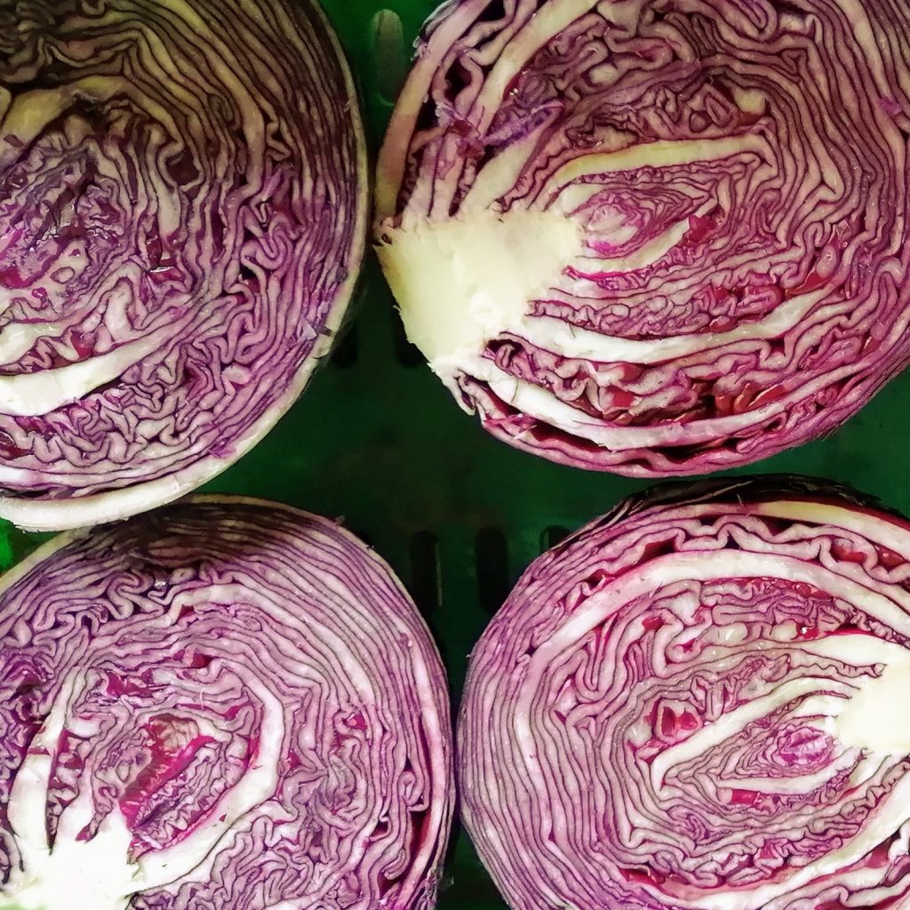 red-cabbage-camel-csa-120221