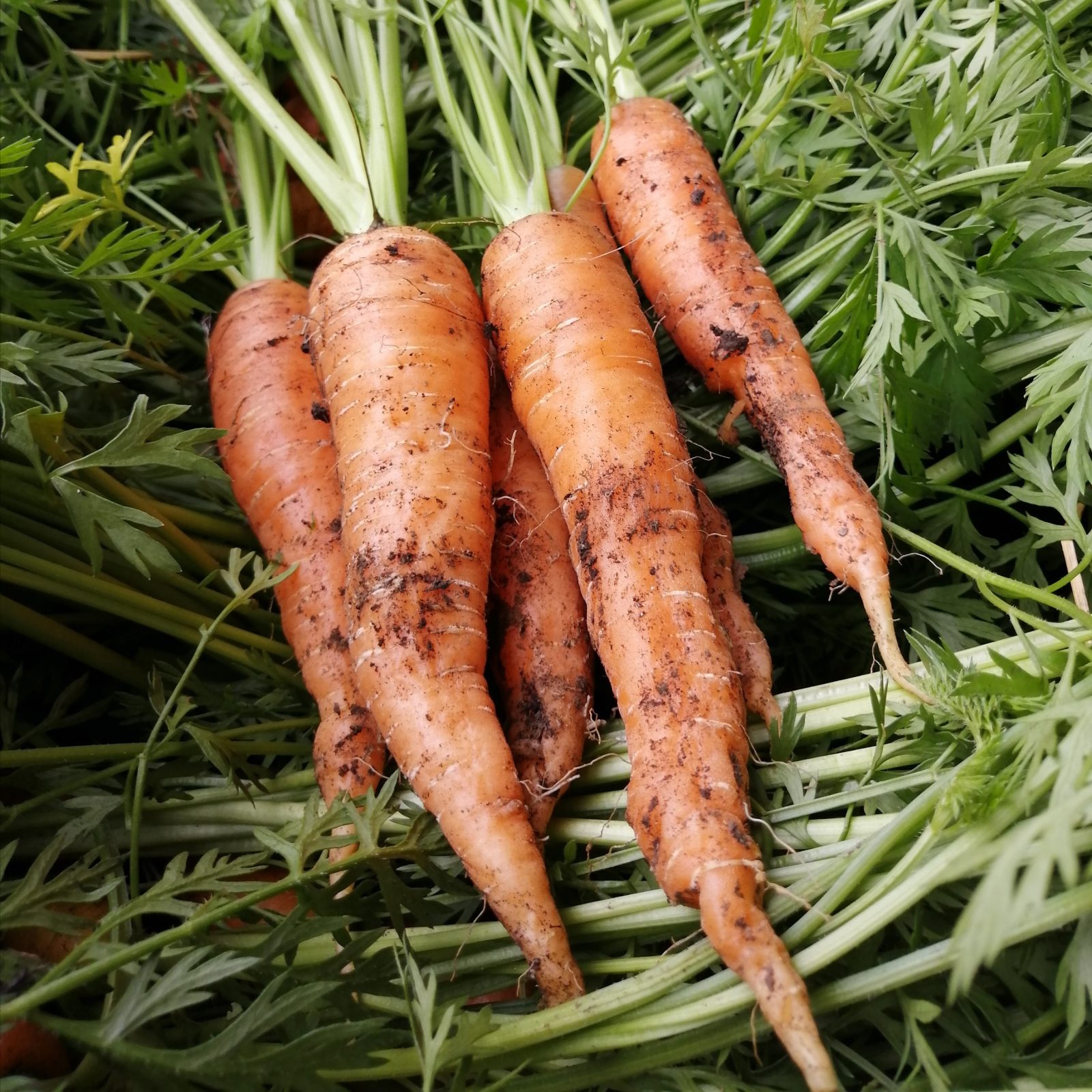 bunched-carrots-camelcsa-110621