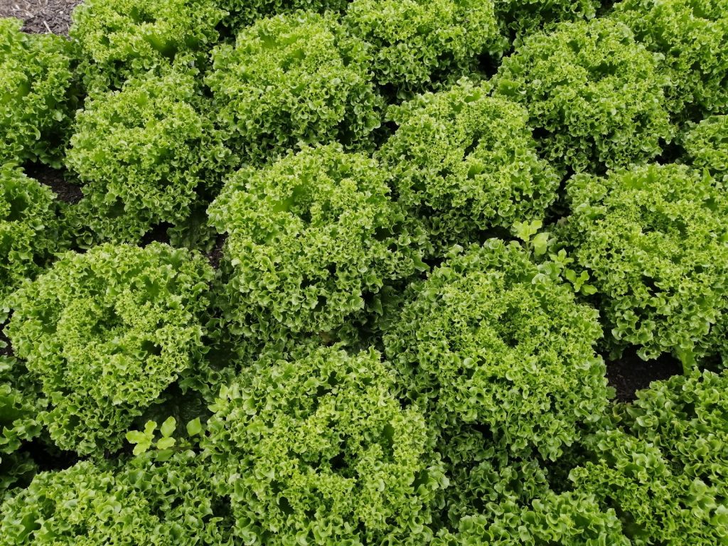 lettuce-claremont-camelcsa-020721