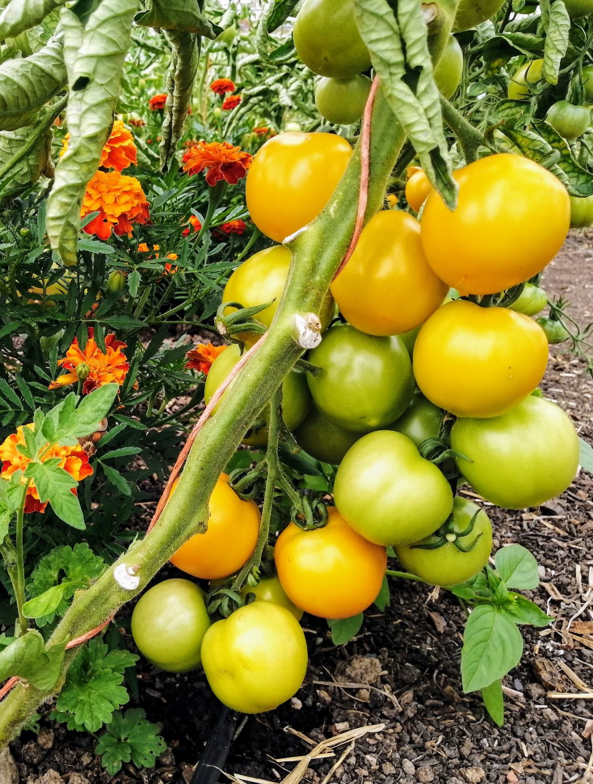 tomatoes-camelcsa-290722